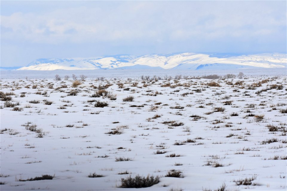 Greater sage-grouse on Seedskadee National Wildlife Refuge