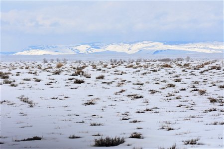 Greater sage-grouse on Seedskadee National Wildlife Refuge