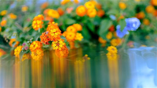 smeared orange and purple flowers