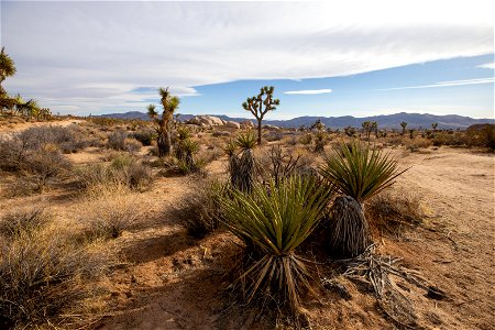 Mojave Yucca photo