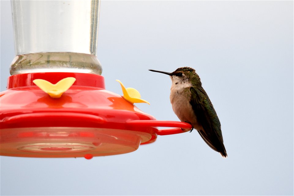 Ruby-throated hummingbird