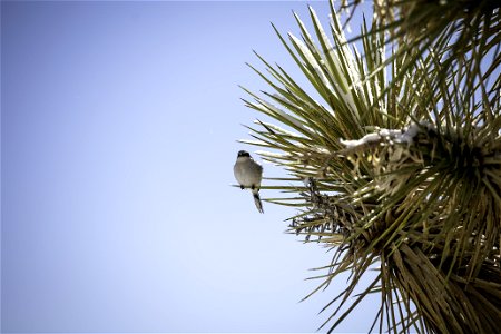 Loggerhead shrike (Lanius ludovicianus) on a snow-dusted Joshua tree photo