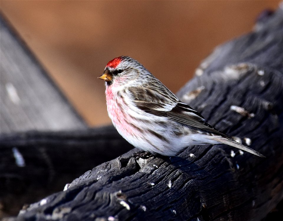 Common redpoll at Seedskadee National Wildlife Refuge
