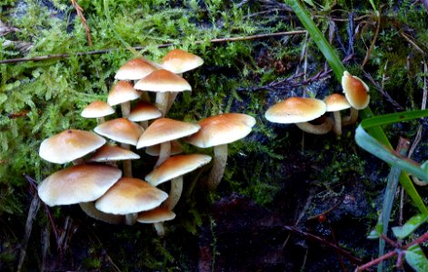 Hypholoma acutum.