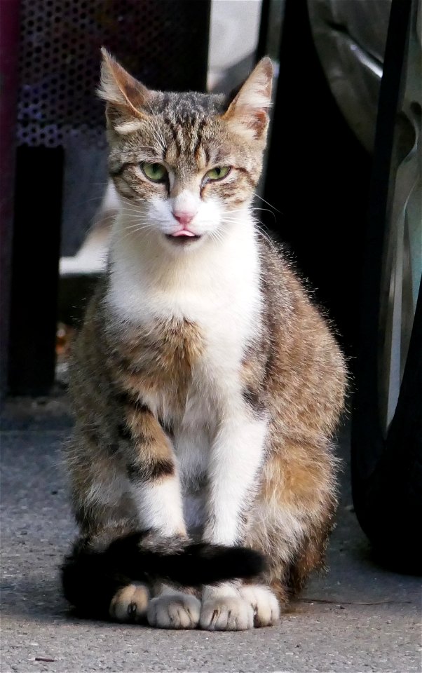 independent_cats_str2017_0624_072921