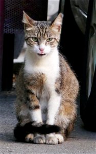 independent_cats_str2017_0624_072921