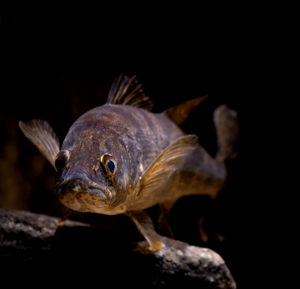 Walleye (Sander vitreus)