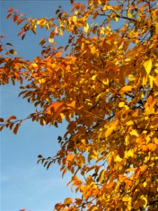 toamna2009_1120_112848