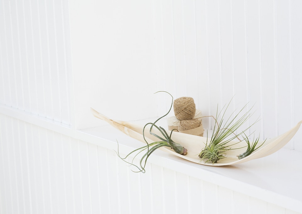 Composition from grass in the plate and thread