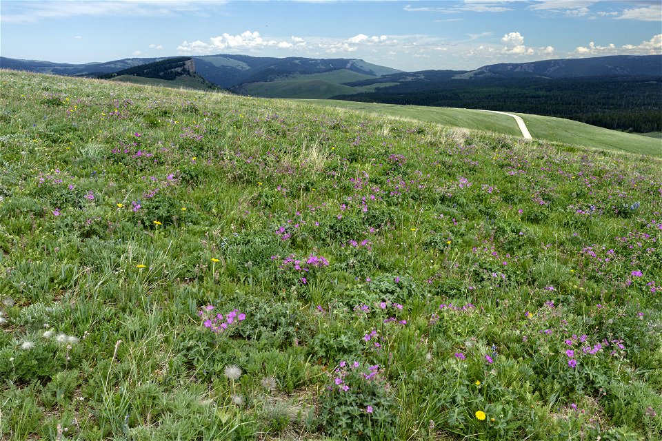 Near Burgess Junction