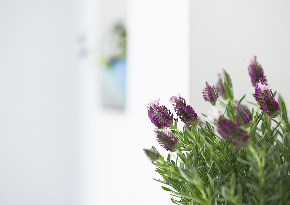 A bouquet garni of fresh rosemary