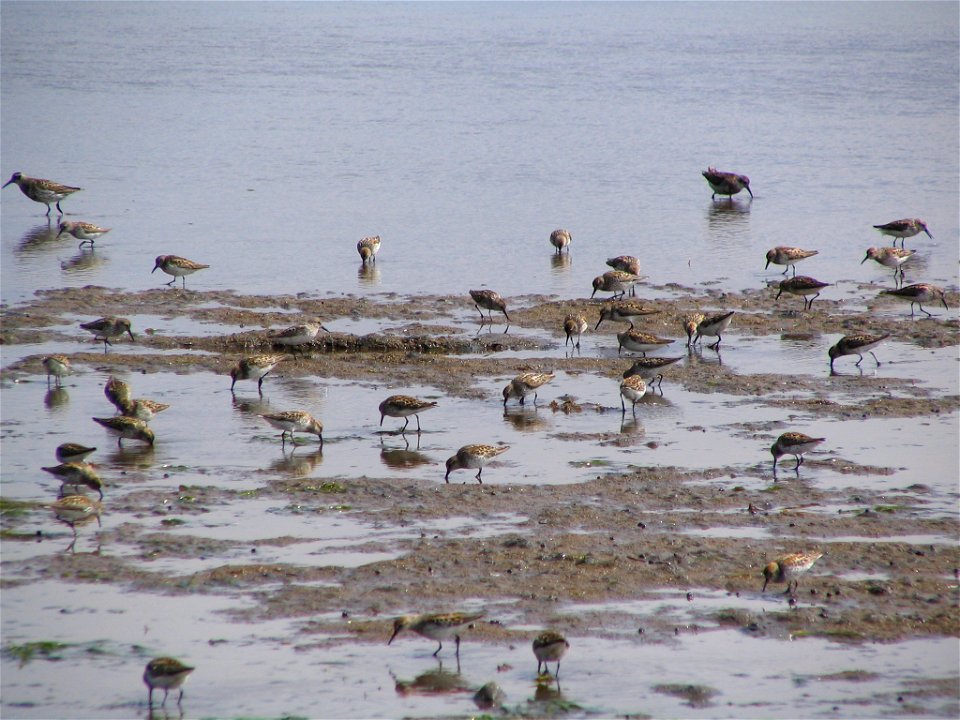 Western Sandpipers photo