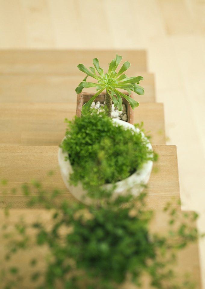 fresh green sprouts with leaves growing at the pot on the stair