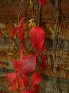toamna_20091201_04