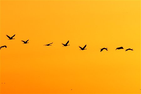 Sandhill Cranes at Sunset Huron Wetland Management District South Dakota photo