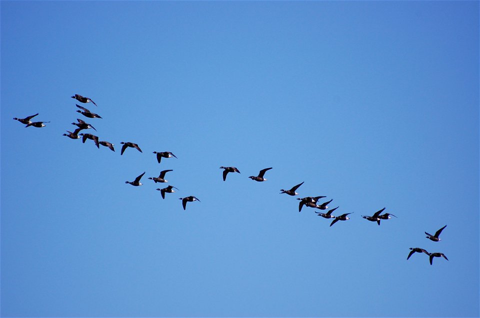 Brant at Izembek Lagoon