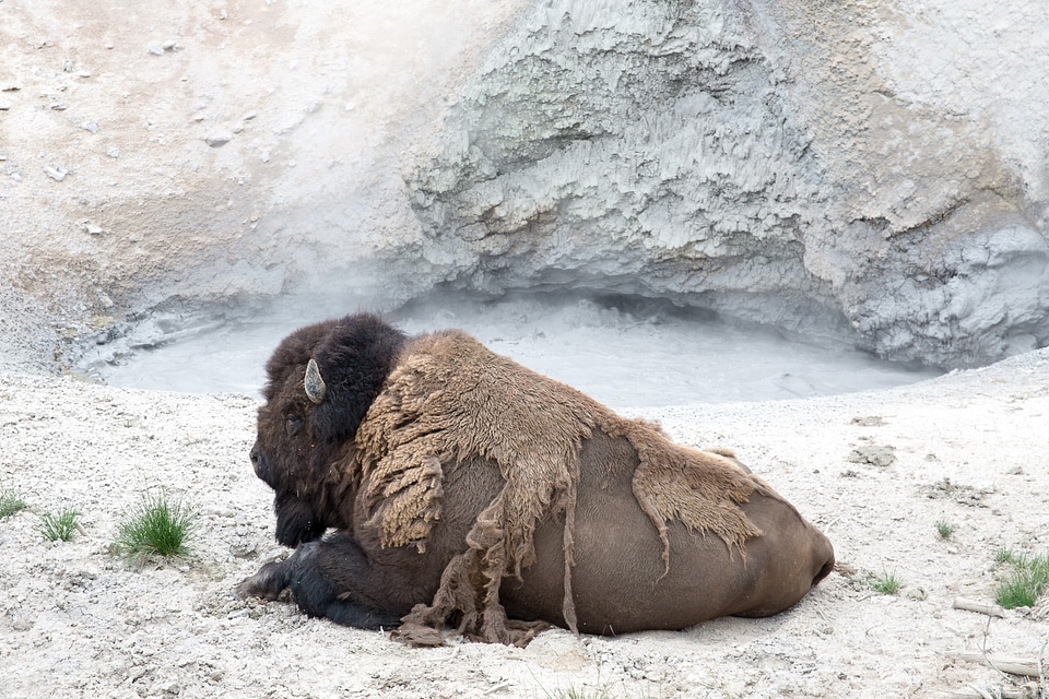 Bison in the Yellowstone national park, Wyoming
