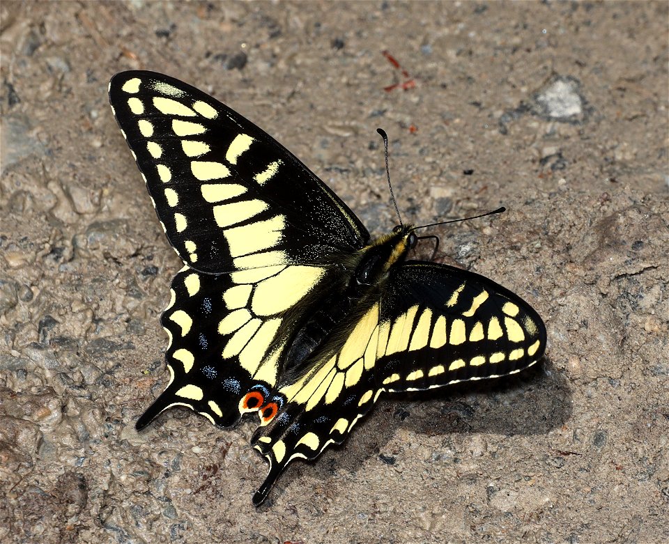 SWALLOWTAIL, ANISE (Papilio zelicaon) (07-07-2022) lewis and clark co, mt -01
