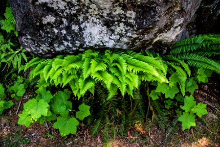 watson-falls-trail-fernsjpg_49385081038_o
