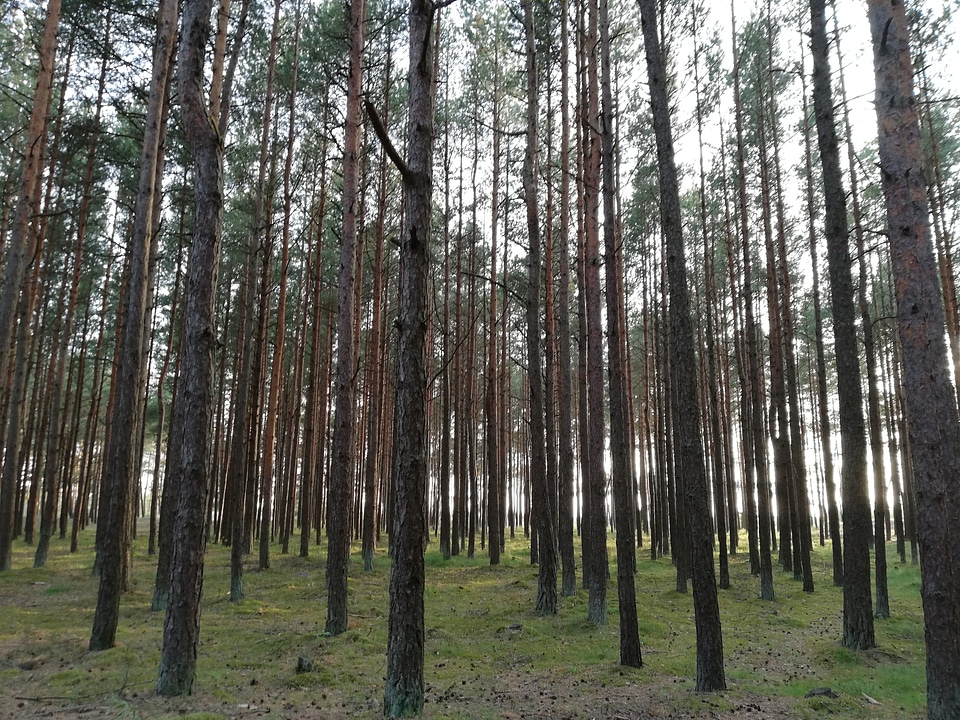 Forest in Lithuania