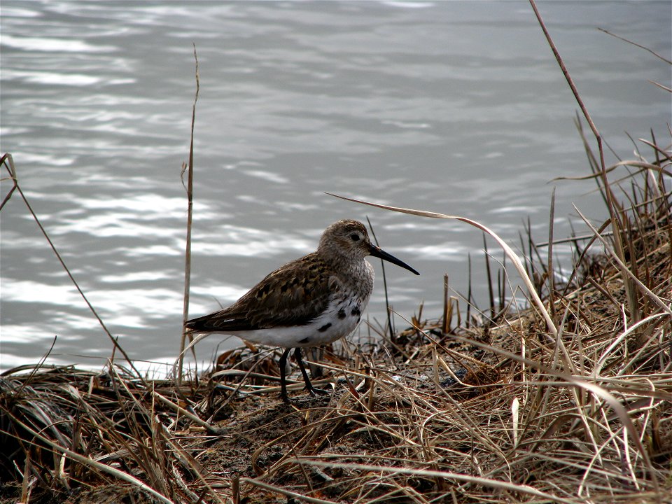 Sandpiper photo