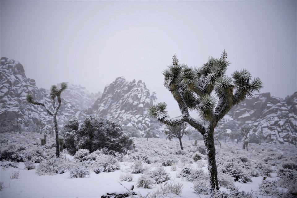 Snowing near Hidden Valley