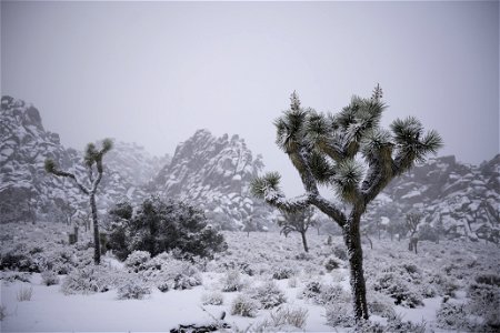 Snowing near Hidden Valley photo