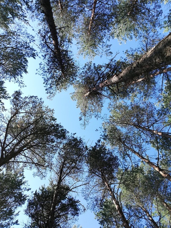 Looking up into the trees