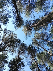 Looking up into the trees photo