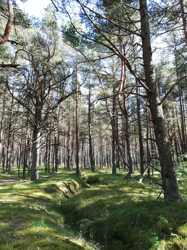 Beautiful forest in summer