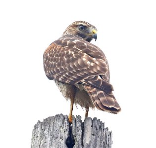223 - RED-SHOULDERED HAWK (12-04-2022) adult, americana rv park, palmview, hidalgo co, tx -01