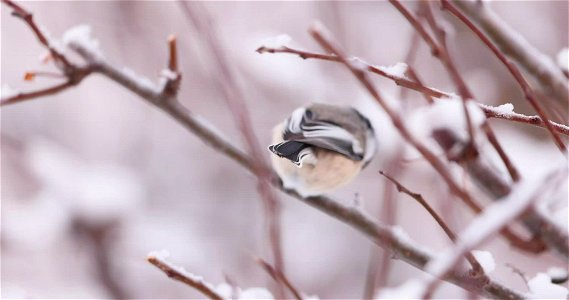 Black-capped chickadee photo