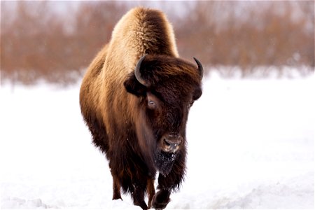 Wood bison in the snow photo