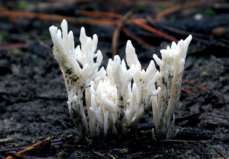 Coral Fungi. Ramaria  sp