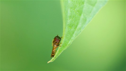 Sphaerophoria scripta (Gewöhnliche Langbauchschwebfliege) Männchen