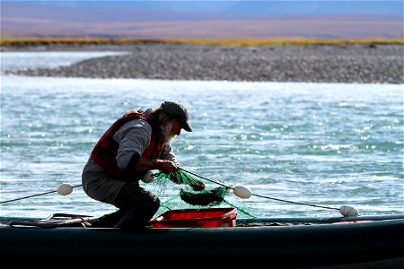 Catching Dolly Varden photo