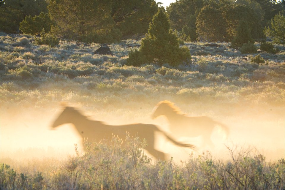 Wild Horses on the Buckhorn Byway