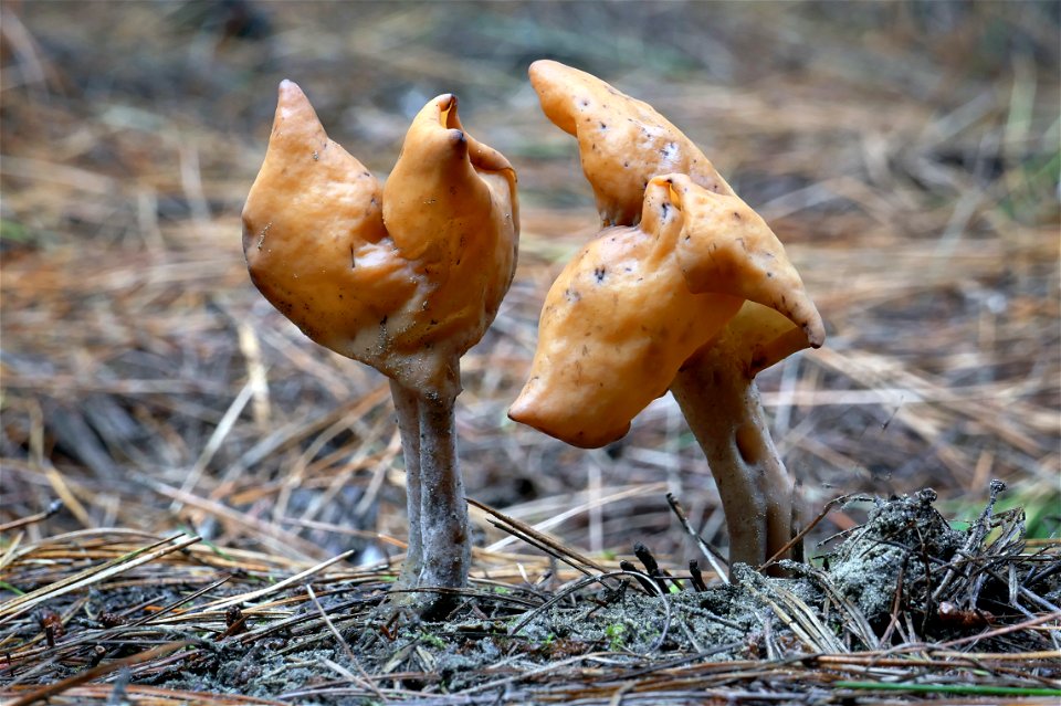Gyromitra. (false morel)