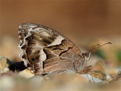 OI000162