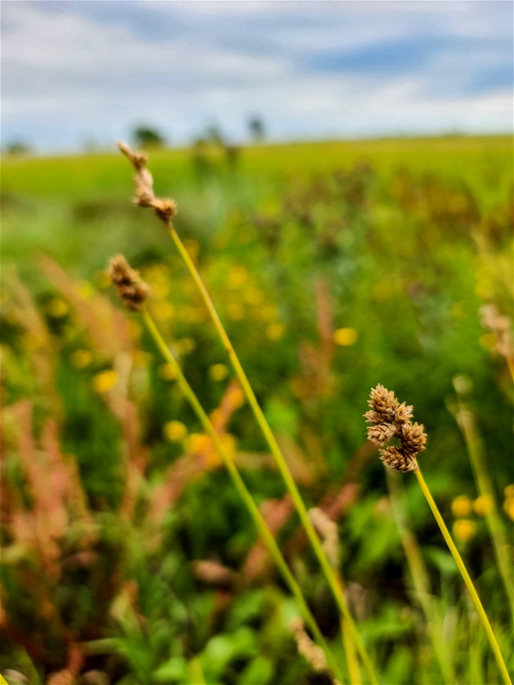 Wet Meadow VegetationLake Andes Wetland Management District South Dakota