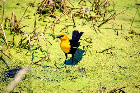 Yellow-headed Blackbird Broken Arrow WPA Lake Andes Wetland Management District South Dakota photo
