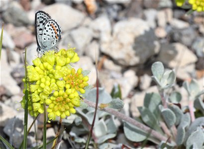 BLUE, PUMICE (Euphilotes on Eriogonum marifolium) (07-23-2022) 6500-7500ft, crater lake, klamath co, or (6)