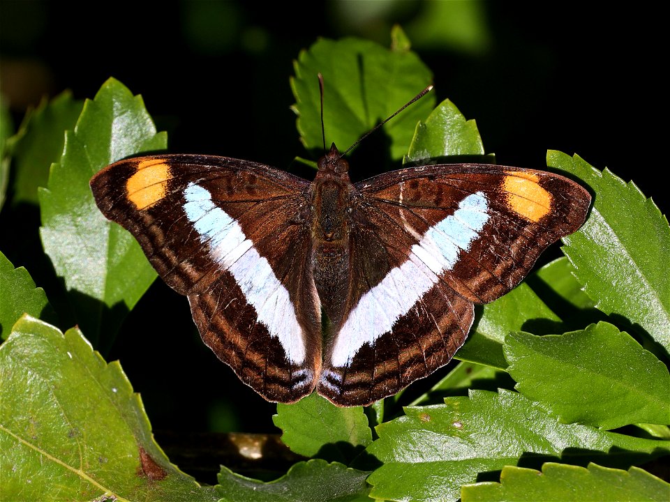 EMPEROR, PAVON (Doxocopa pavon) (01-05-2022) female, the butterfly center, mission, hidalgo co, tx -03