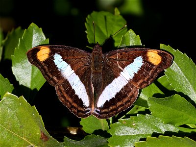 EMPEROR, PAVON (Doxocopa pavon) (01-05-2022) female, the butterfly center, mission, hidalgo co, tx -03