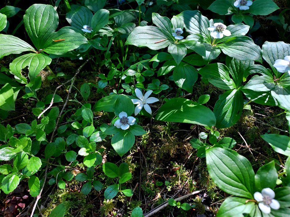 Bunchberry and queen's cup, Mt. Baker-Snoqualmie National Forest. Photo by Anne Vassar June 2, 2021.