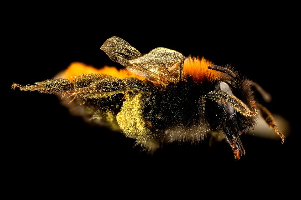 Andrena fulva, f, right, J. Smit, Netherlands_2021-12-23-18.18.43 ZS PMax UDR copy photo