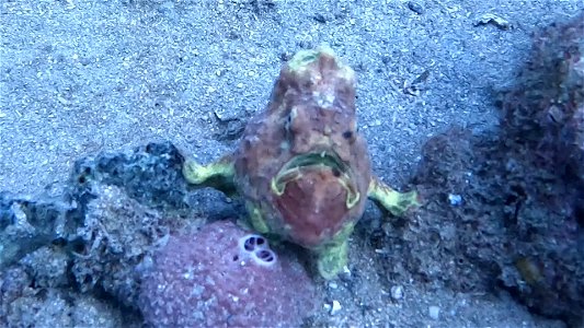 Front view of frogfish Tayrona National Park Diving Taganga Colombia