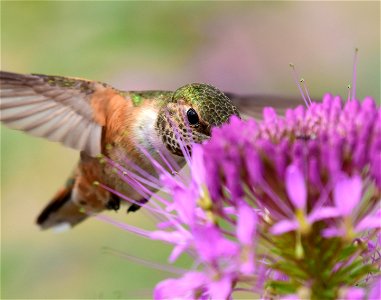Rufous hummingbird at Seedskadee National Wildlife Refuge photo