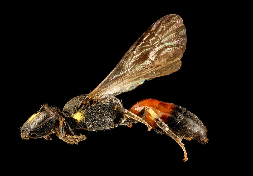 Hylaeus nelumbonis, f, left, Minnesota_2018-07-17-16.34.04 ZS PMax UDR