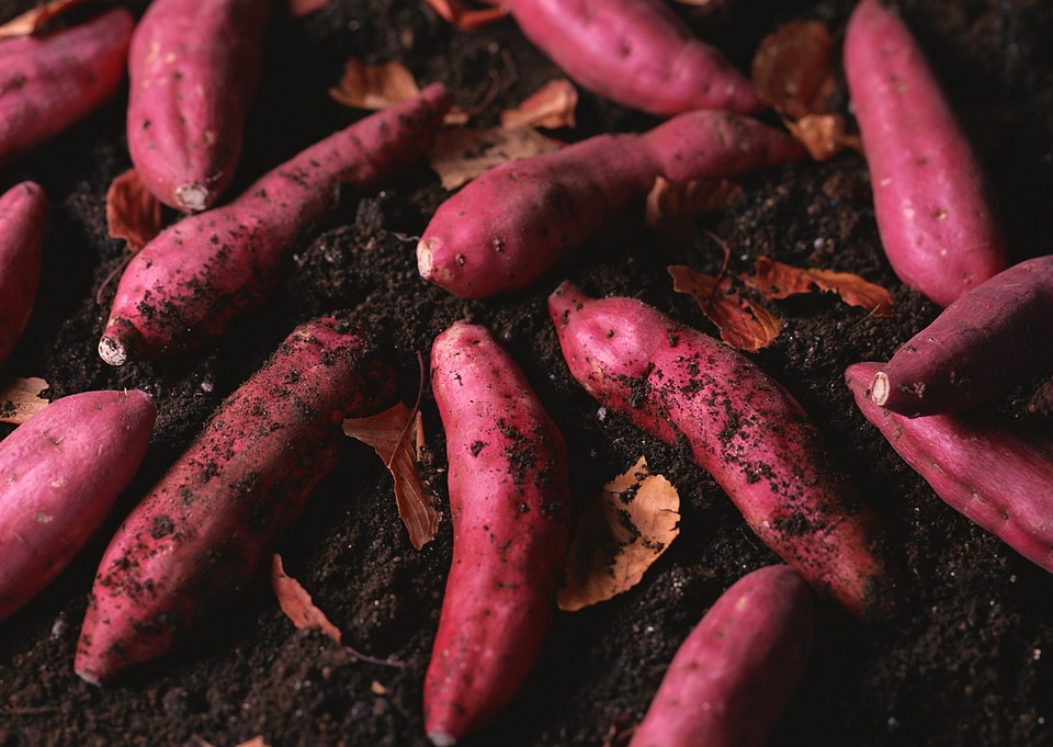 fresh organic sweet potatoes from soil